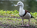 Radjah Shelducko, Cairns Botanic Garden, Cairns, Australia