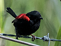 Red-backed Fairywren, Australian Endemic