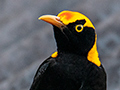 Regent Bowerbird, Australian Endemic, O'Reilly's Rainforest Retreat, Australia