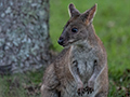 Red-necked Pademelon, O'Reilly's Rainforest Retreat, Australia