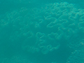 Coral, Great Barrier Reef, Michaelmas Cay, Australia