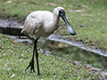 Royal Spoonbillo, Cairns Botanic Garden, Cairns, Australia