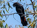 Red-tailed Black-Cockatoo, en route Barron River to Davies NP, Australia