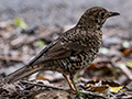 Russet-tailed Thrush, O'Reilly's Rainforest Retreat, Australia