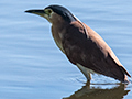 Rufous Night Heron (Nankeen Night-Heron)