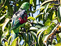 Red-winged Parrot, West Mary Road, Mt Carbine, Australia