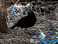 Satin Bowerbird Bower, Australian Endemic, Booyang Boardwalk, Australia