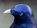 Satin Bowerbird, Australian Endemic, O'Reilly's Rainforest Retreat, Australia