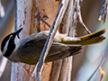 Strong-billed Honeyeater, Tasmanian Endemic, Mabel Bay Lookout, Bruny Island, Tasmania