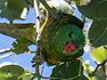 Scaly-breasted Lorikeet, Lake Coolmunda Caravan Park, Australia