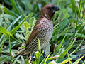 Scaly-breasted Munia (Nutmeg Mannikin), Cairns Botanic Gardens, Cairns, Australia