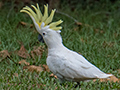 Sulphur-crested Cockatooo, Cairns Botanic Gardens, Cairns, Australia