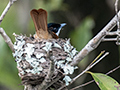 Nesting Shining Flycatchers, Daintree River Cruise, Australia