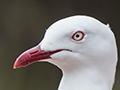 Silver Gull, Adventure Bay, Bruny Island, Tasmania