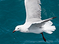 Silver Gull, Great Barrier Reef Boat to Michaelmas Cay, Australia