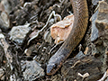 Australian Snake, Cairns Botanic Gardens, Cairns, Australia