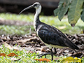 Juvenile Straw-necked Ibis, Cairns Botanic Garden, Cairns, Australia