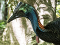 Southern Cassowary, Mount Hypipamee NP, Australia