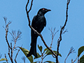 Spangled Drongo, Les Davie Park, Cairns, Australia