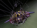 Spider, Cairns Botanic Gardens, Cairns, Australia