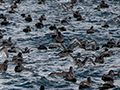 Thousands of Short-tailed Shearwater, Bruny Island, Tasmania