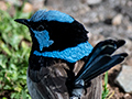 Superb Fairywren, Australian/Tasmanian Endemic, O'Reilly's Rainforest Retreat, Australia