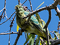 Varied Honeyeater, Les Davie Park, Cairns, Australia