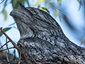 Tawny Frogmouth, Mt Carbine Caravan Park, Australia