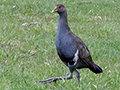 Tasmanian Native Hen, Tasmanian Endemic, Bruny Island, Tasmania