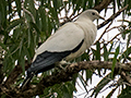 Torresian Imperial-Pigeon, Cairns Botanic Garden, Cairns, Australia