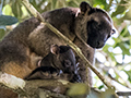 Lumholtz's Tree-Kangaroo, Nerada Tea Plantation, Australia