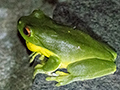 Treefrog, O'Reilly's Rainforest Retreat, Australia