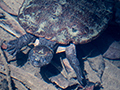 Saw-shelled Turtle, Lake Eacham, Australia