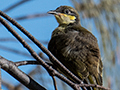 Varied Honeyeater, Cairns Esplanade, Australia