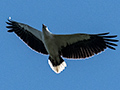 White-bellied Sea-Eagler, Kingfisher Park Birdwatchers Lodge, Julatten