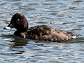 White-eyed Duck, Gould's Lagoon, Tasmania