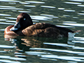 White-eyed Duck, Lake Barrine, Crater Lakes NP, Australia