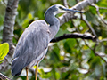 White-faced Heron, Daintree River Cruise, Australia