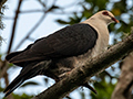 White-headed Pigeon, Australian Endemic, O'Reilly's Rainforest Retreat, Australia