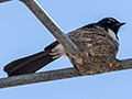 Nesting Willie-wagtail, Cairns Esplanade, Cairns, Australia