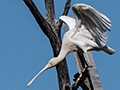 Yellow-billed Spoonbill, Mosquito Creek Road, Australia