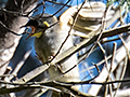 Yellow-throated Honeyeater, Tasmanian Endemic, Bruny Island, Tasmania