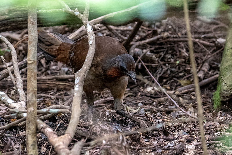 Female, Albert's Lyrebird, Australian Endemic, O'Reilly's Rainforest Retreat, Australia