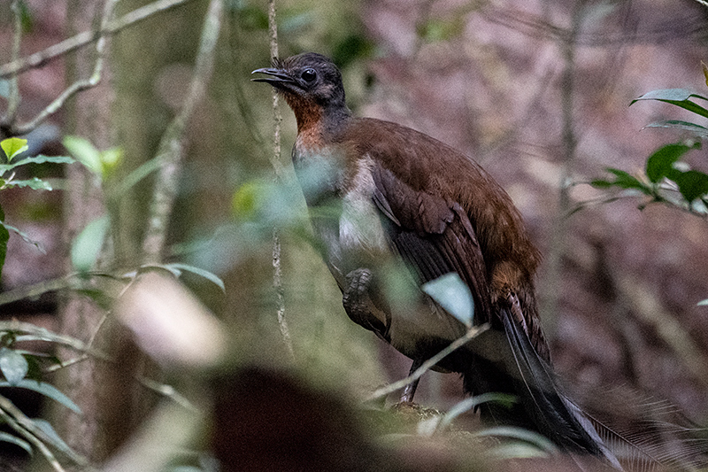 Male, Albert's Lyrebird, Australian Endemic, O'Reilly's Rainforest Retreat, Australia