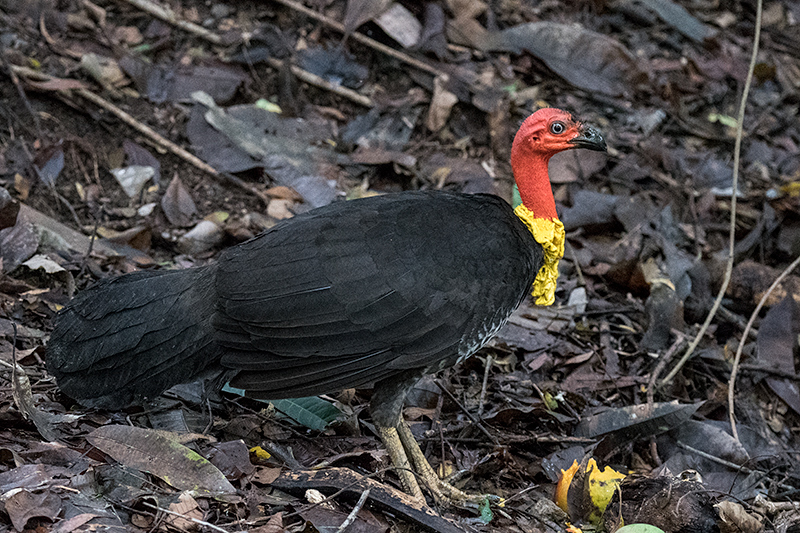 Australian Brushturkey, Australian Endemic, Cairns Botanic Gardens, Cairns, Australia