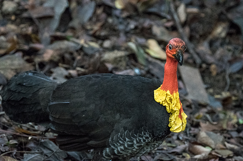 Australian Brushturkey, Australian Endemic, Cairns Botanic Gardens, Cairns, Australia