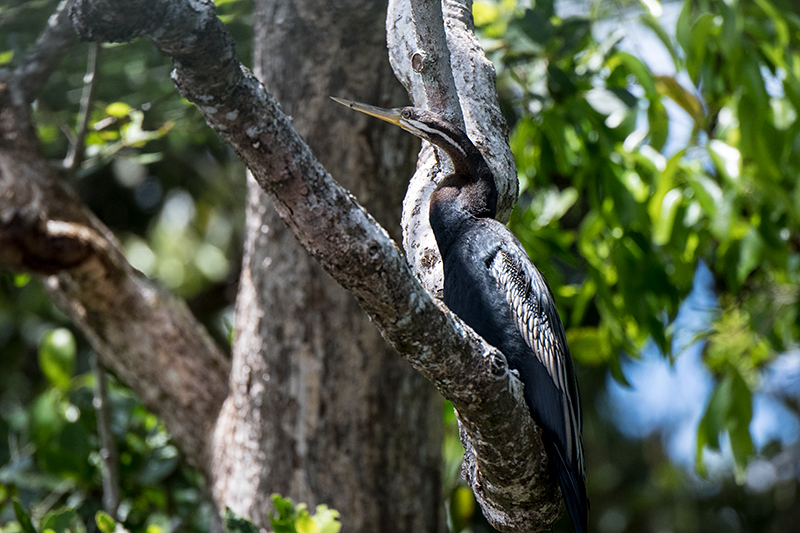 Australasian Darter, Daintree River Cruise, Australia