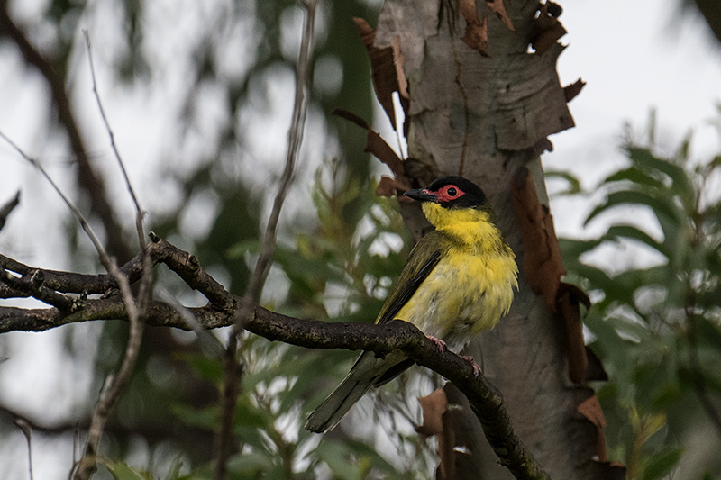 Male Australasian Figbird, Cairns Botanic Gardens, Cairns, Australia