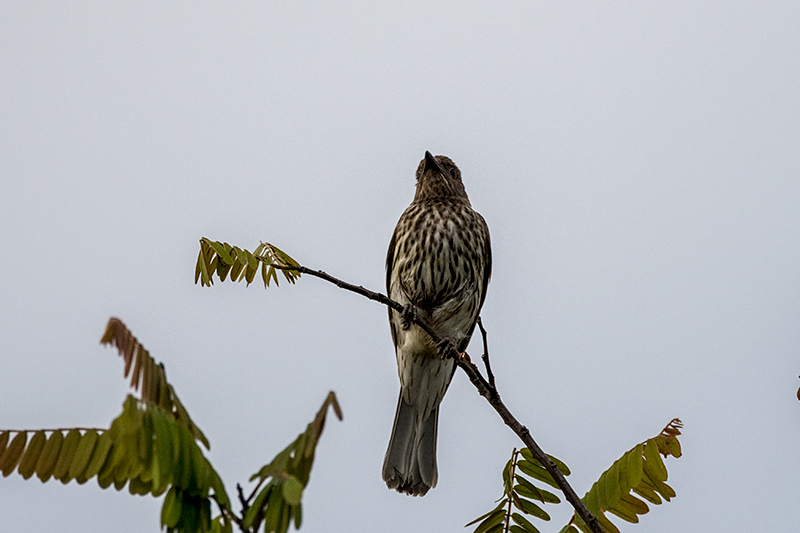 Female Australasian Figbird, Esplanade, Cairns, Australia