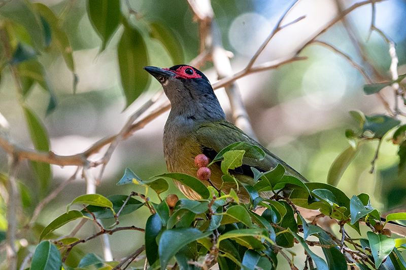 Australasian Figbird, Dowse Lagoon, Sandgate, Australia